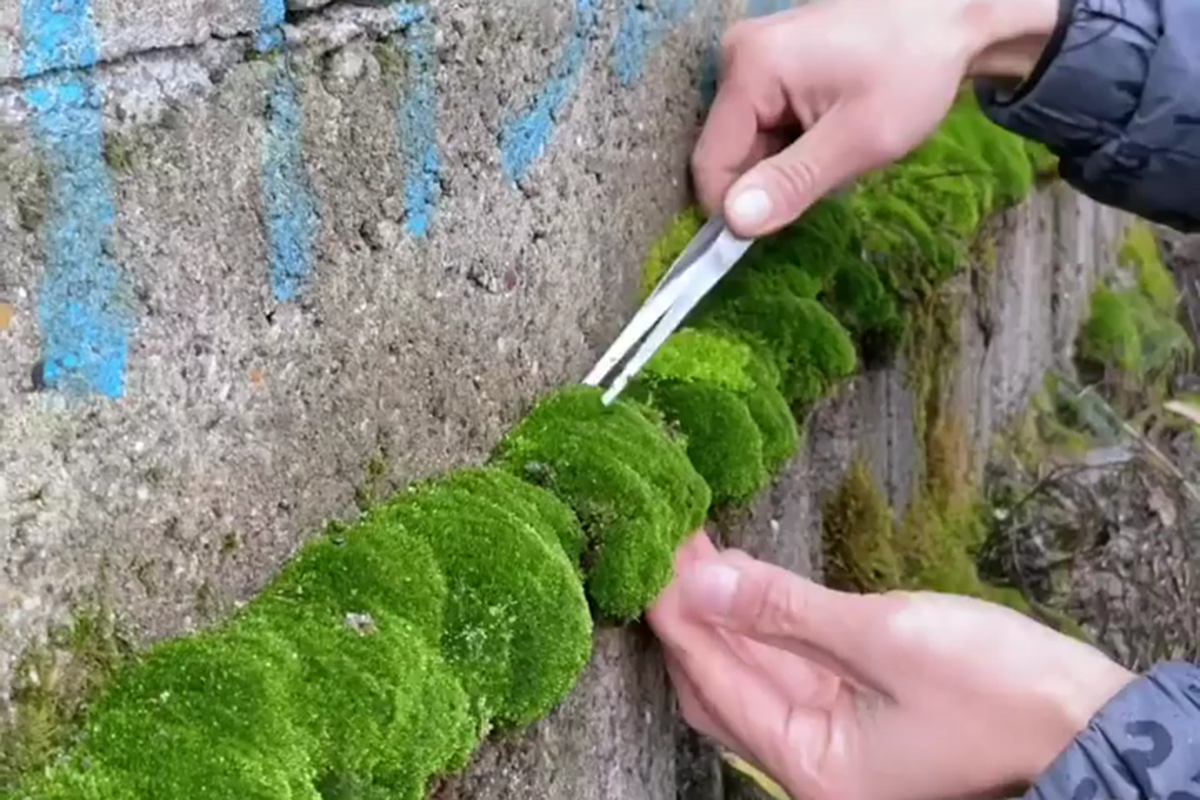 Making a Moss Terrarium